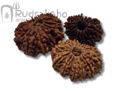 15 Mukhi Rudraksha from Nepal
